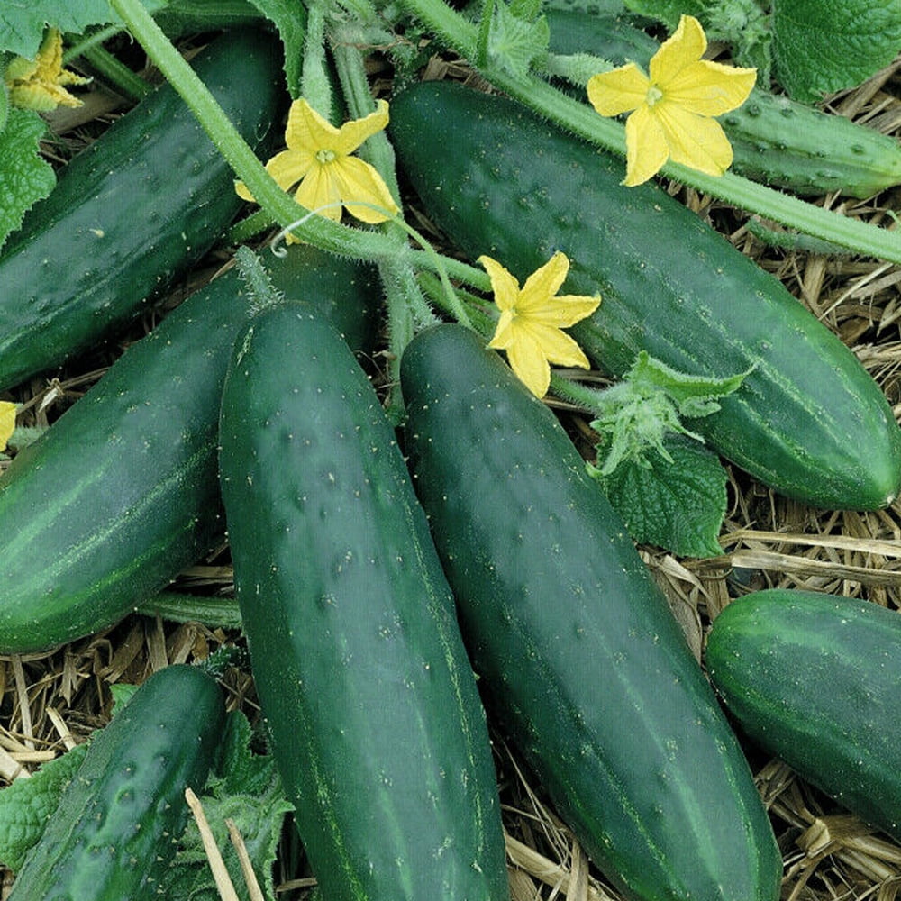 Sweet Burpless Cucumber Seeds 25 SEEDS