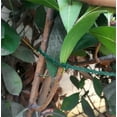 thumbnail image 4 of Adjustable Plant Ties - Reusable Flexible Green Multi-Function Sturdy Garden Twist Tie for Plant Support, Tree, Shrub, Green Vine Fixed and Wrap for Patio & Garden 50PCS/17cm, 4 of 5