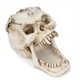 thumbnail image 2 of Portalápices con calavera blanca, decoración de calaveras de osario para escritorio de oficina, decoraciones de Halloween, soporte de papelería con cabeza de esqueleto, 2 of 2