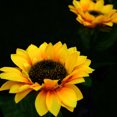 thumbnail image 2 of Luces solares de estaca para jardín - 2 paquetes, lámpara LED de girasol, decorativas a prueba de agua, 2 of 5