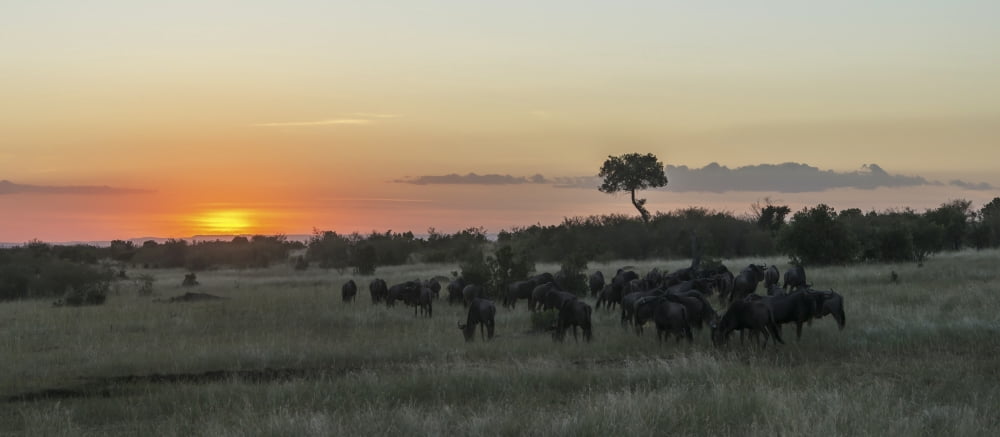 A herd of wildebeest (Connochaetes taurinus) migrates on the African savannah as the sun goes down in an orange glow a single acacia tree stands out on the horizon Narok Kenya Canvas Art - Nick Dale