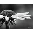 thumbnail image 2 of Deiter, Lori 18x15 Black Ornate Wood Framed with Double Matting Museum Art Print Titled - Coneflower, 2 of 4