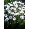 thumbnail image 2 of 1000 Graines de Chrysanthème Marguerite Blanche Naine, 2 of 6