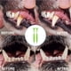 thumbnail image 3 of Cepillo de Dientes para Perros, Cepillo de Dientes para Perros, Cepillo de Dientes de Silicona para Perros y Gatos, Cepillo de Dientes para Perros, Cepillo de Dientes para Mascotas, para Limpieza y, 3 of 5