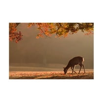 Canvas Wall Art - Yoshinori Matsui 'First Autumn' Wall Art for Living Room, Bedroom, or Office Décor by Trademark Fine Art - 24 x 16 Inches