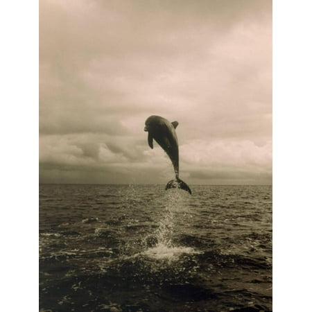 Bottlenose Dolphin Jumping Out of Water Print Wall Art By Stuart