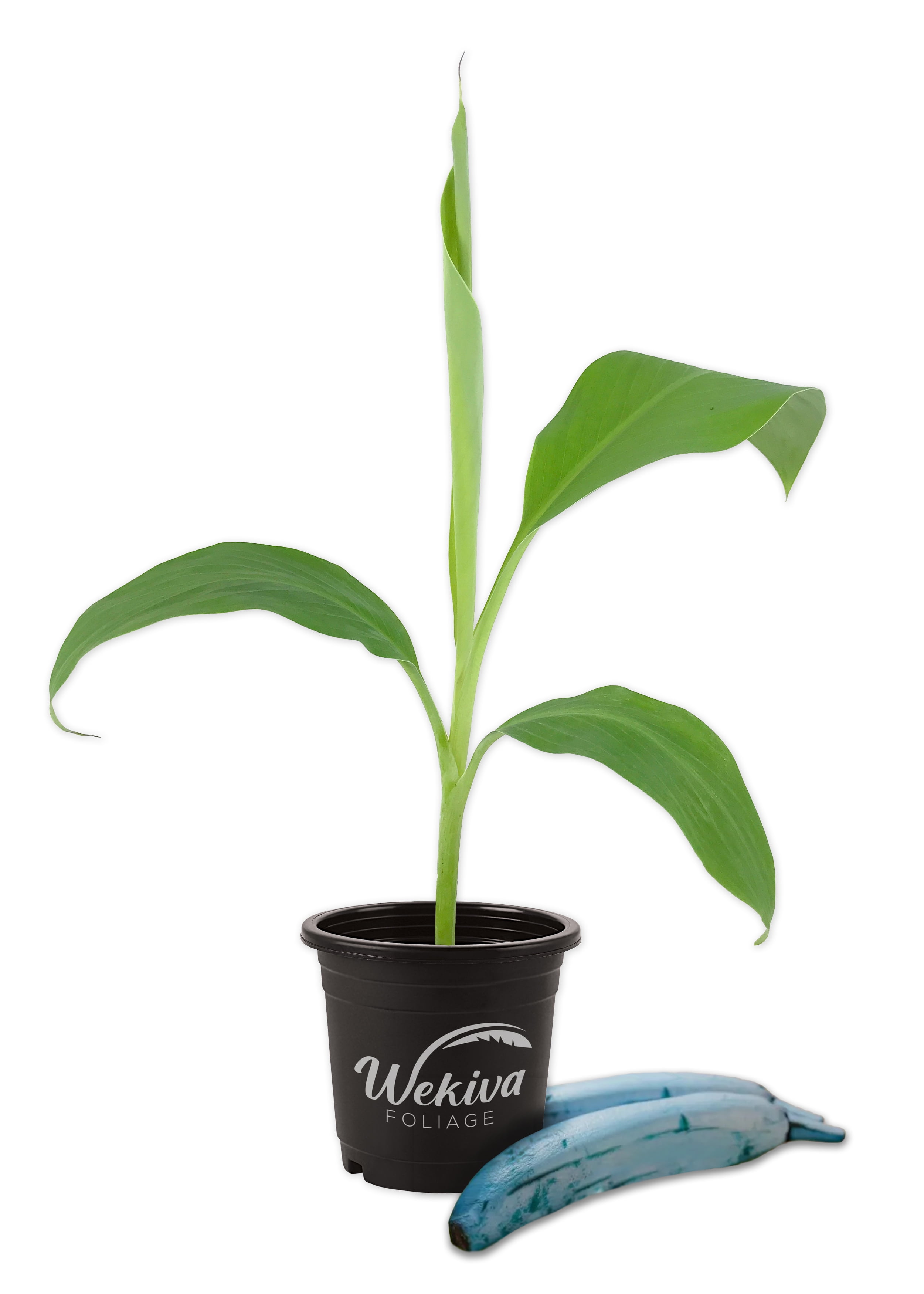 Ice Cream Banana Tree Live Tree in a 4 Inch Pot Blue Java Edible