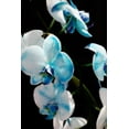 thumbnail image 2 of Alan Hausenflock 28x40 Gallery Wrapped Canvas Wall Art Titled - Blue Moth Orchids II, 2 of 4