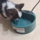 thumbnail image 1 of Cuenco de agua para mascotas Cuenco térmico para mascotas Cuenco calefaccionado Bebedero automático para mascotas para perros Gatos Pollos Patos, 1 of 10