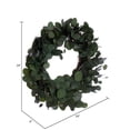 thumbnail image 5 of Vickerman 24" Artificial Green Silver Dollar Populus Eucalyptus Wreath, 5 of 5