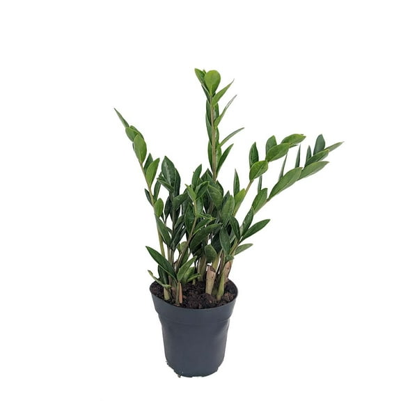 Rare Dwarf ZZ Plant - Zamioculcas Zamicro - House Plant - 4" Pot