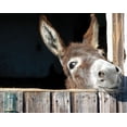 thumbnail image 2 of Hawlan 32x26 Black Ornate Wood Framed with Double Matting Museum Art Print Titled - Whos There?, 2 of 4