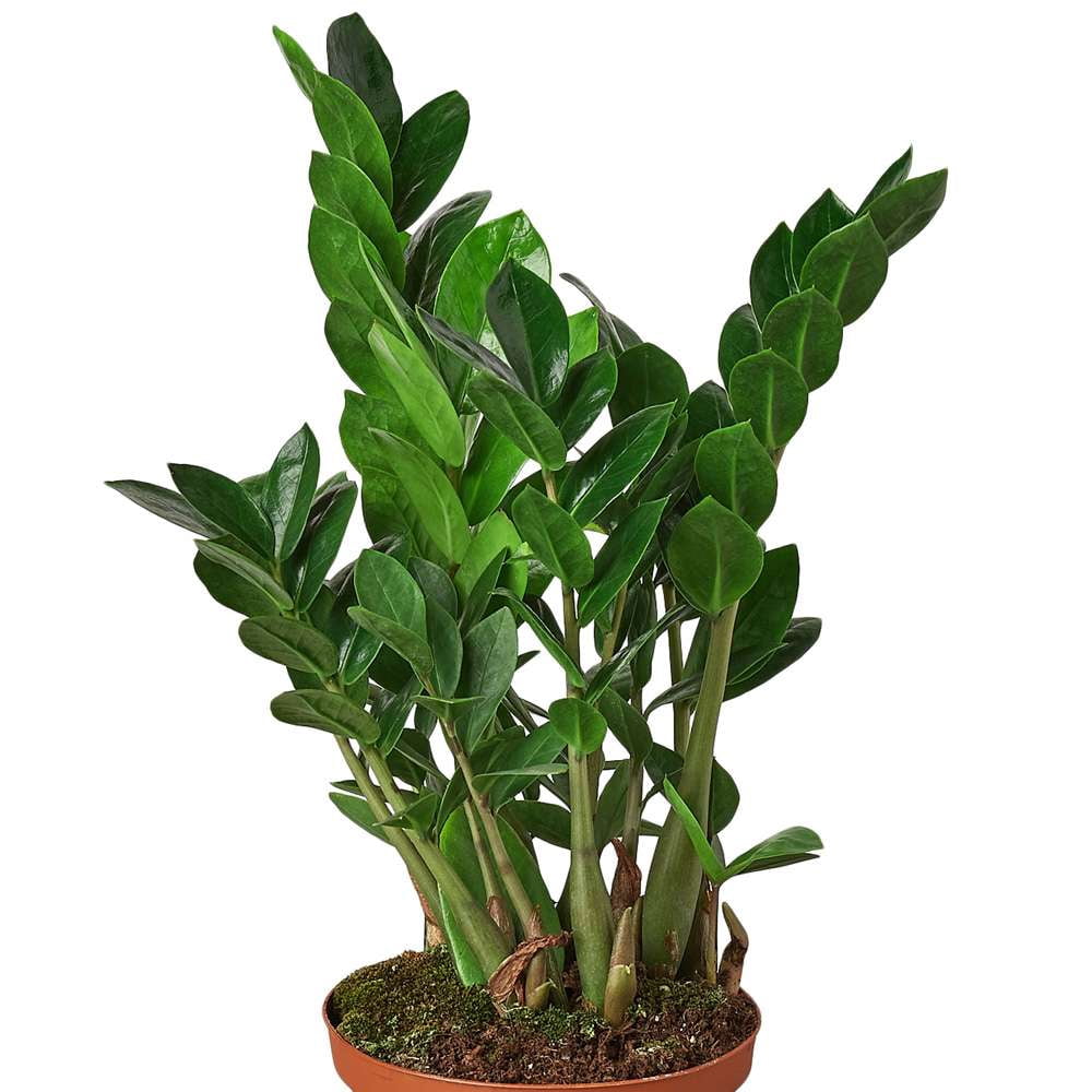 Zamioculcas Zamiifolia ZZ Live Plant for Indoor | Different Houseplants in 4'' & 6'' Pot | Real House Plant for Living Room, Office, Desk & Bathroom