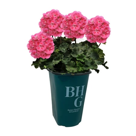 Better Homes & Gardens 1.5 Pint Pink Zonal Geranium Annual Live Plants