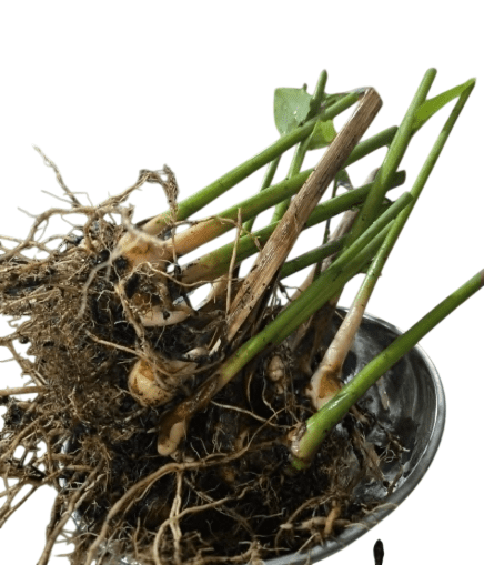 Shampoo Ginger Plant Live, Zingiber Zerumbet Plant Pinecone Ginger Plant for Garden, No Pot