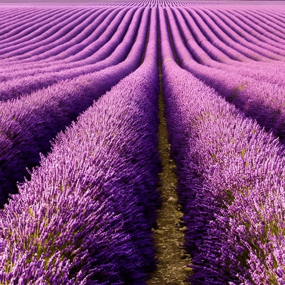 HJADGG 280 Seeds, Lavender English Perennial Flower Gardening Seeds Outdoor Home Garden Flower Seeds Attract Bees, Birds, & Butterflies
