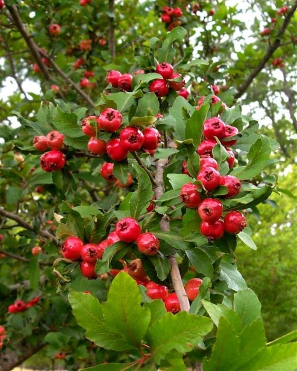 Mayhaw jelly discount