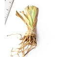 thumbnail image 3 of Autumn Tryst Reblooming Bearded Iris - 1 Rhizome, 3 of 3