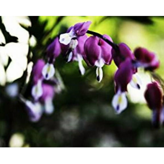 25 Dark Purple Bleeding Heart Seeds