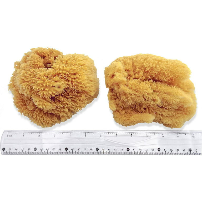 Natural Sea Sponges for Artists - Unbleached 5 inch-5.5 inch 2pc Value Pack: Great for Painting Decorating Texturing Sponging Marbling Effects Faux