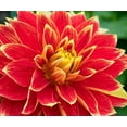 thumbnail image 2 of Wild, Jamie and Judy 30x26 White Modern Wood Framed Museum Art Print Titled - WA-Redmond-Dahlia, 2 of 4