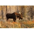 thumbnail image 2 of Jones, Adam 18x13 Gold Ornate Wood Framed with Double Matting Museum Art Print Titled - Bull moose in autumn-Grand Teton National Park-Wyoming, 2 of 4