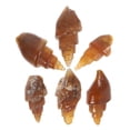 thumbnail image 3 of Miangastore 6pcs Agate Snail Conch Specimen Rare Ancient Gastropod For Education Geology Science Teaching And Collecting Unique Shell Shapes, 3 of 8