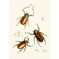 thumbnail image 2 of John Obadiah Westwood 14x18 Gold Ornate Wood Frame and Double Matted Museum Art Print Titled - The Cabinet of Oriental Entomology Pl XIV (1848), 2 of 4