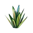 thumbnail image 1 of (Green-55cm) Anti-rust Metal Agave Agave Plant, 1 of 9
