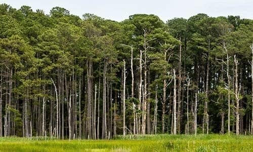 Loblolly Pine Tree Plants  3 Live Seedlings  Pinus Taeda  Fast-Growing Evergreen for Landscaping  Ideal Plants for Large Spaces