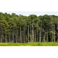 thumbnail image 5 of Loblolly Pine Tree Plants  40 Live Seedlings  Pinus Taeda  Fast-Growing Evergreen for Landscaping  Ideal Plants for Large Spaces, 5 of 9