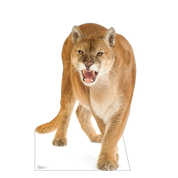 Cardboard People Cougar Life Size Cardboard Cutout Standup - Made in USA