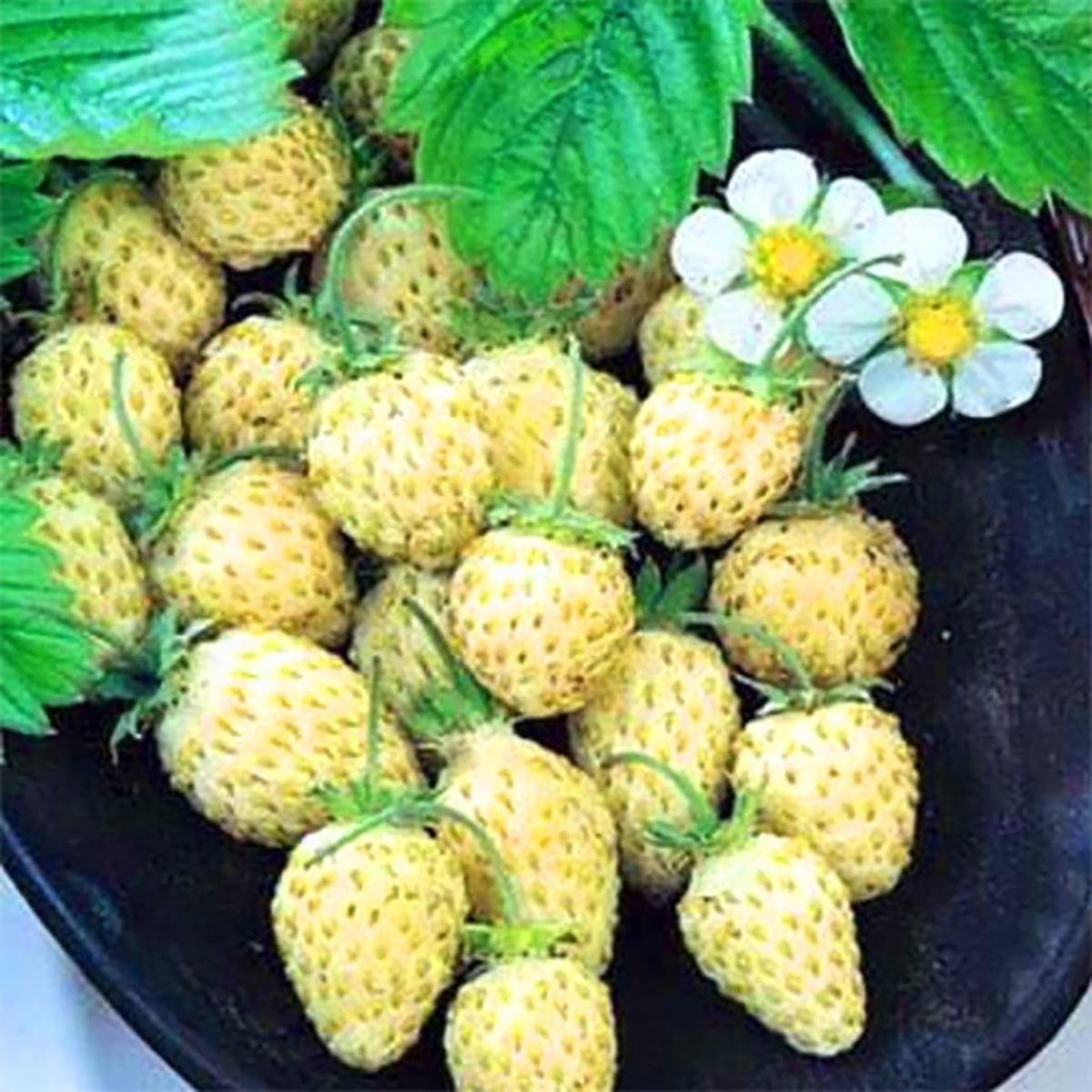 Rare Yellow Wonder™ Alpine Strawberry 4 Plants 2.5" Pots