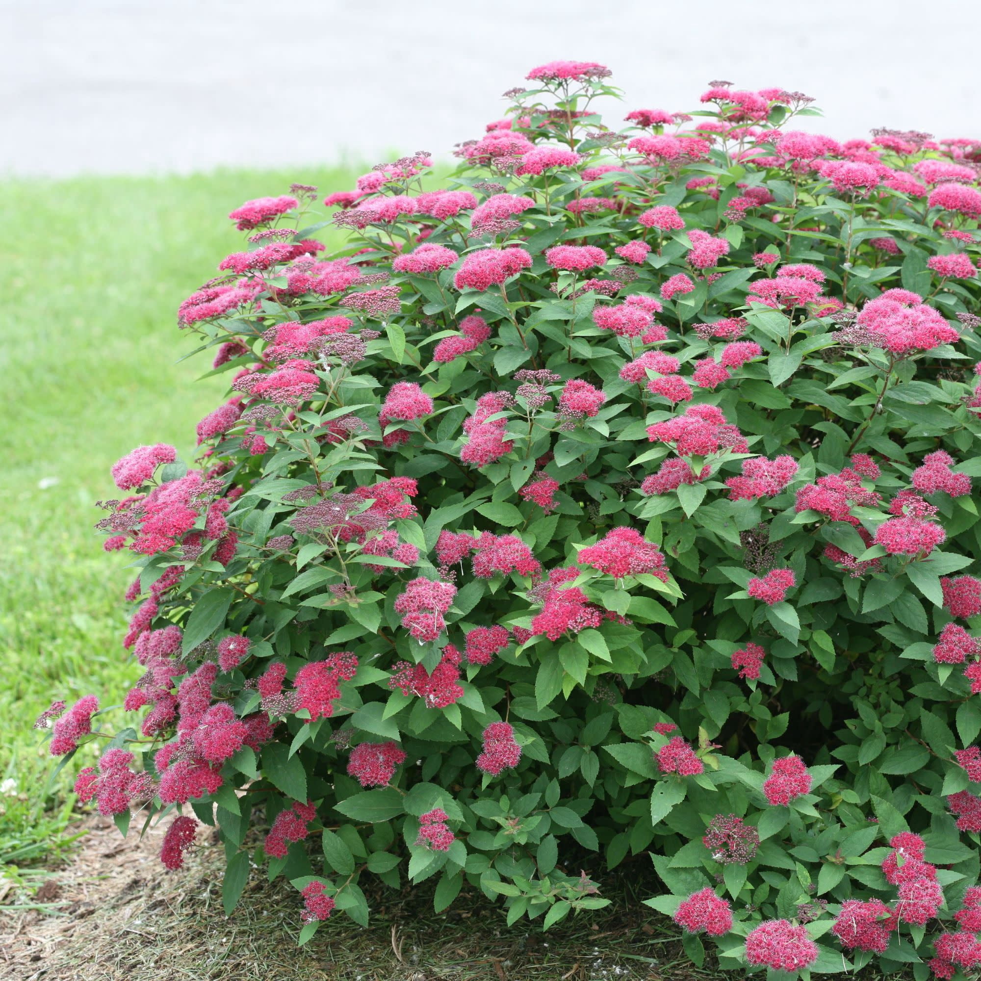 Proven Winners ColorChoice 5" Double Play Red Spirea Live Plant in 4.5" Pot (4 Count)
