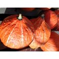 thumbnail image 1 of 30 GOLDEN HUBBARD SQUASH Genesee Red Buttercup Cucurbita Pepo Vegetable Seeds, 1 of 3