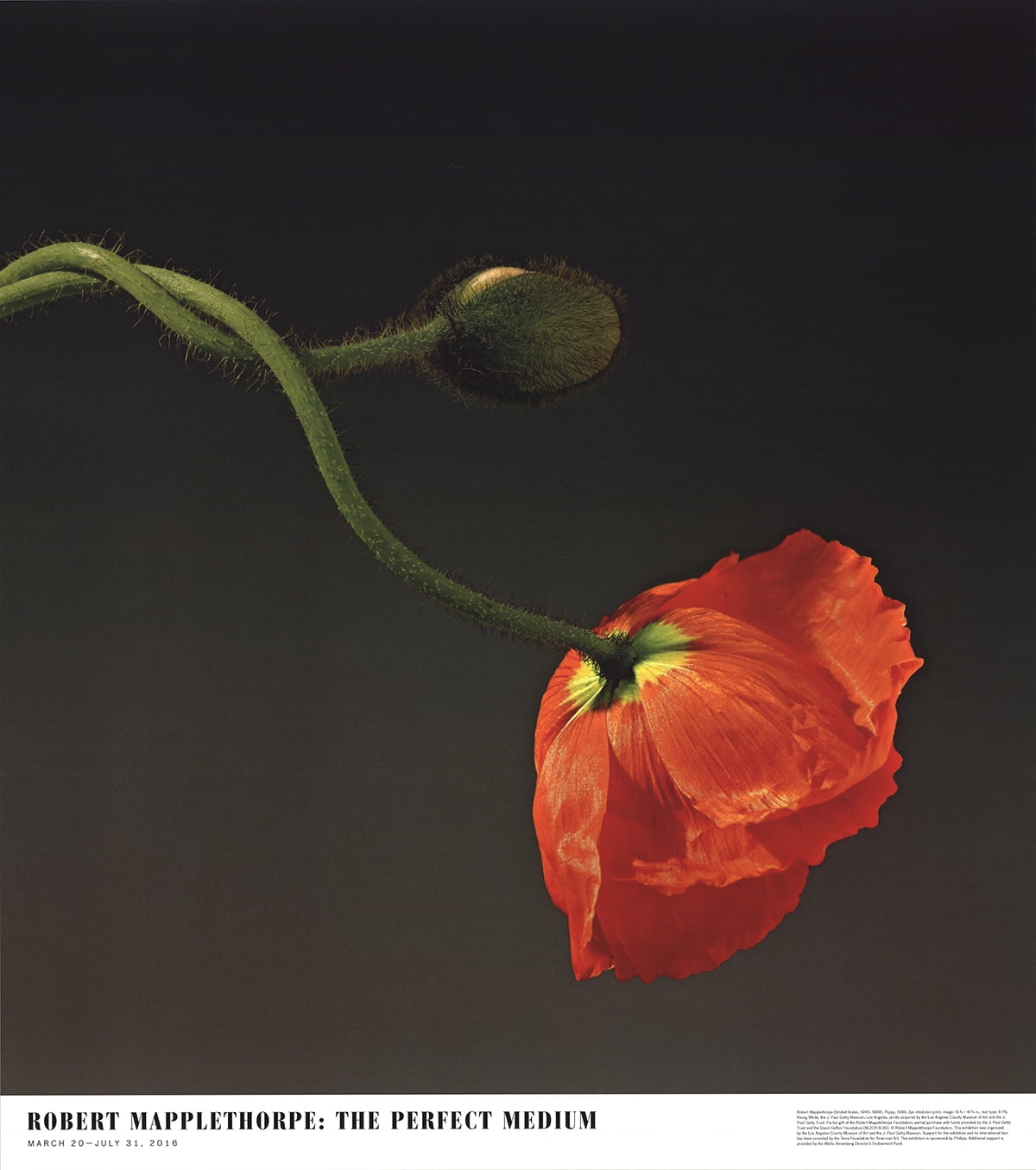 robert mapplethorpe xyz