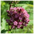 thumbnail image 3 of Everwilde Farms 40 Prairie Milkweed Flower Seeds, Native Wildflower, Attracts Butterflies, 3 of 4