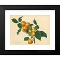 thumbnail image 2 of Thomas Andrew Knight 14x12 Black Modern Framed Museum Art Print Titled - Foxley Apple (1811), 2 of 5