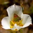thumbnail image 4 of Earthcare Seeds - Sego Lily 25 Seeds (Calochortus nuttallii) Heirloom - Open pollinated, 4 of 7