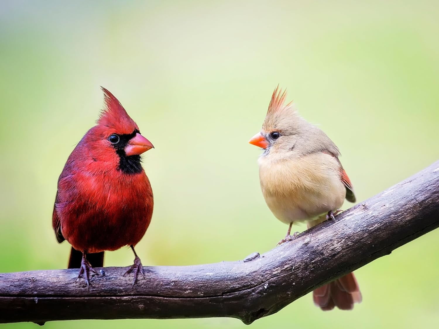 Evergreen Farm and Garden Bird Seed Cylinders - (4 Small Cylinders, Neat Beak)