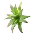 thumbnail image 2 of Artificial Succulent Plants, Realistic Faux Decor for Home, 2 of 8