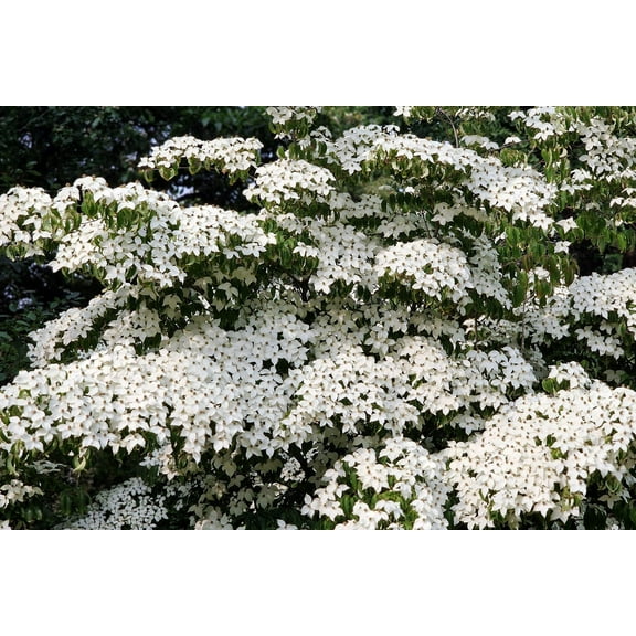 5 Seeds Flowering WHITE KOUSA DOGWOOD Cornus Kousa Tree Seeds