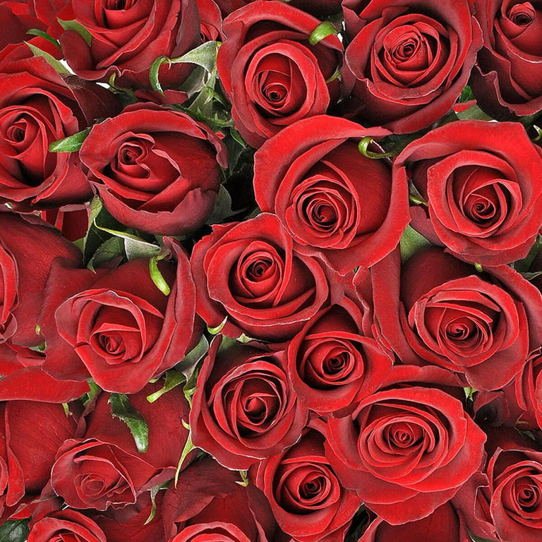 50-stem Red Roses