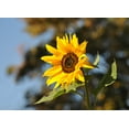 thumbnail image 4 of The Jonsteen Company 1 Sunflower/ Helianthus Annuus Flower Seed, 4 of 5