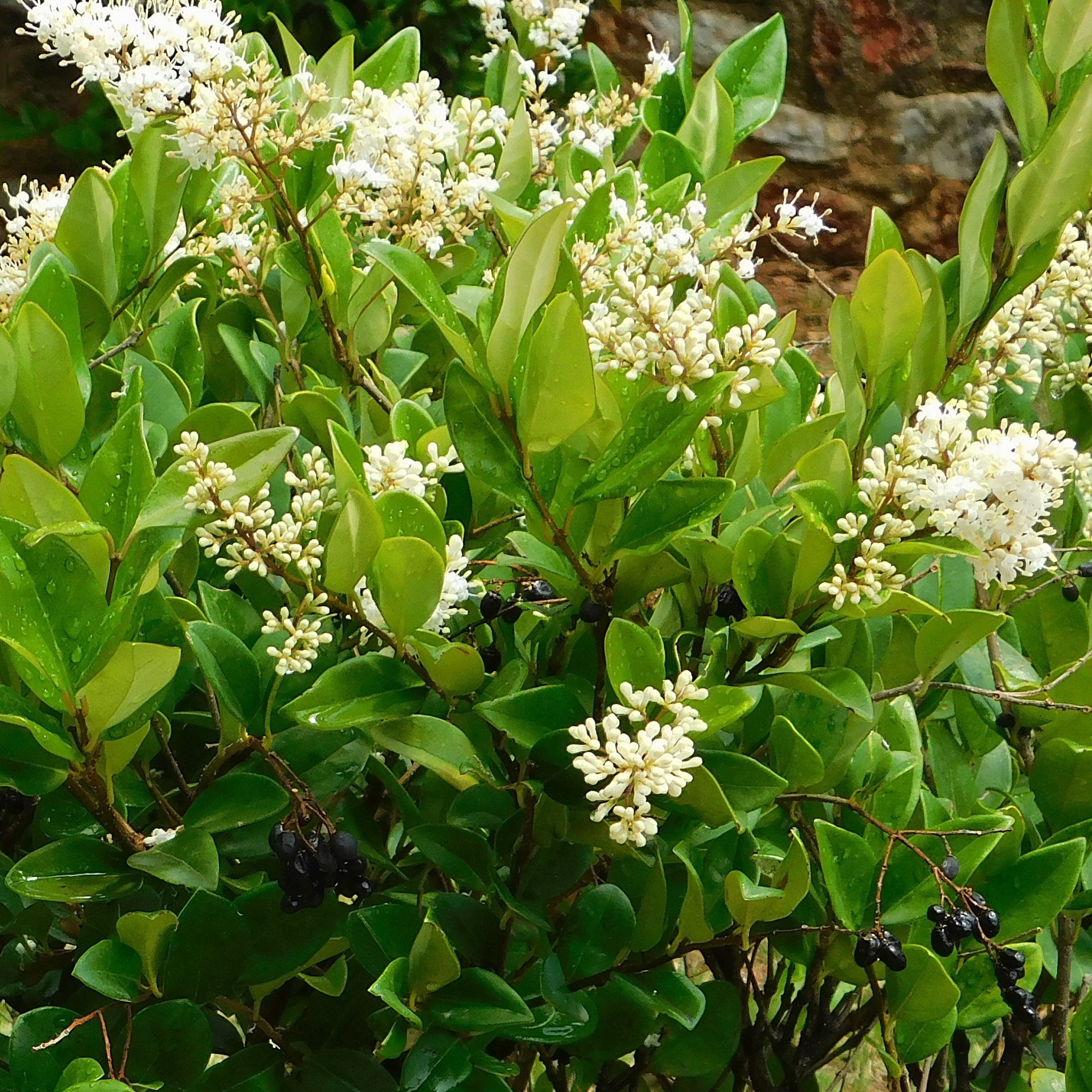 National Plant Network 1 gal. Wax Leaf Ligustrum (40-Pack)
