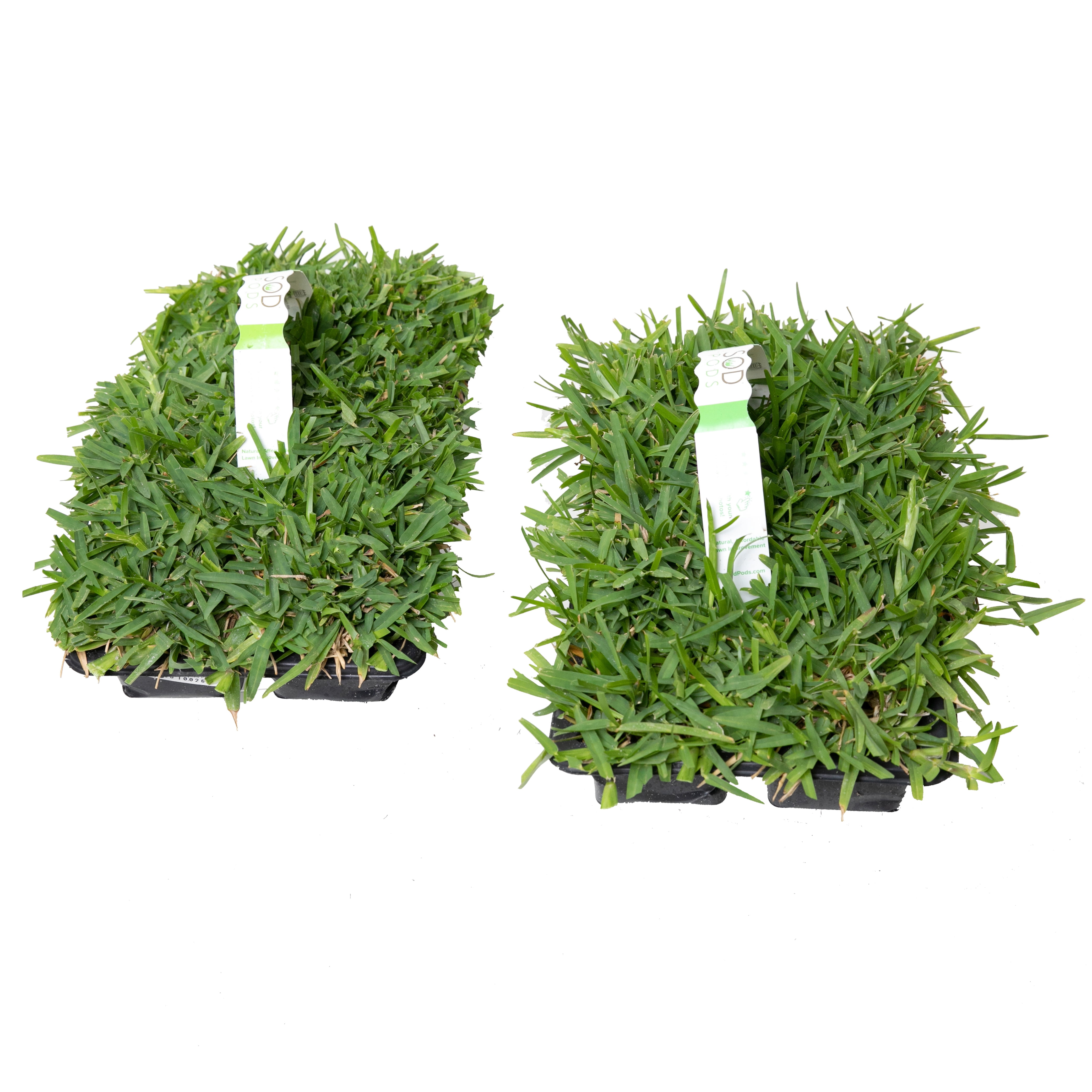 SodPods St Augustine Sun/Shade Grass Plugs (16 Count) Natural, Affordable Lawn Improvement