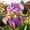 C, variant on Superior Iris For Cultivating-Perennial Adornment-Great for Flower Borders-Courtyard Ornament(Non-Artificial)