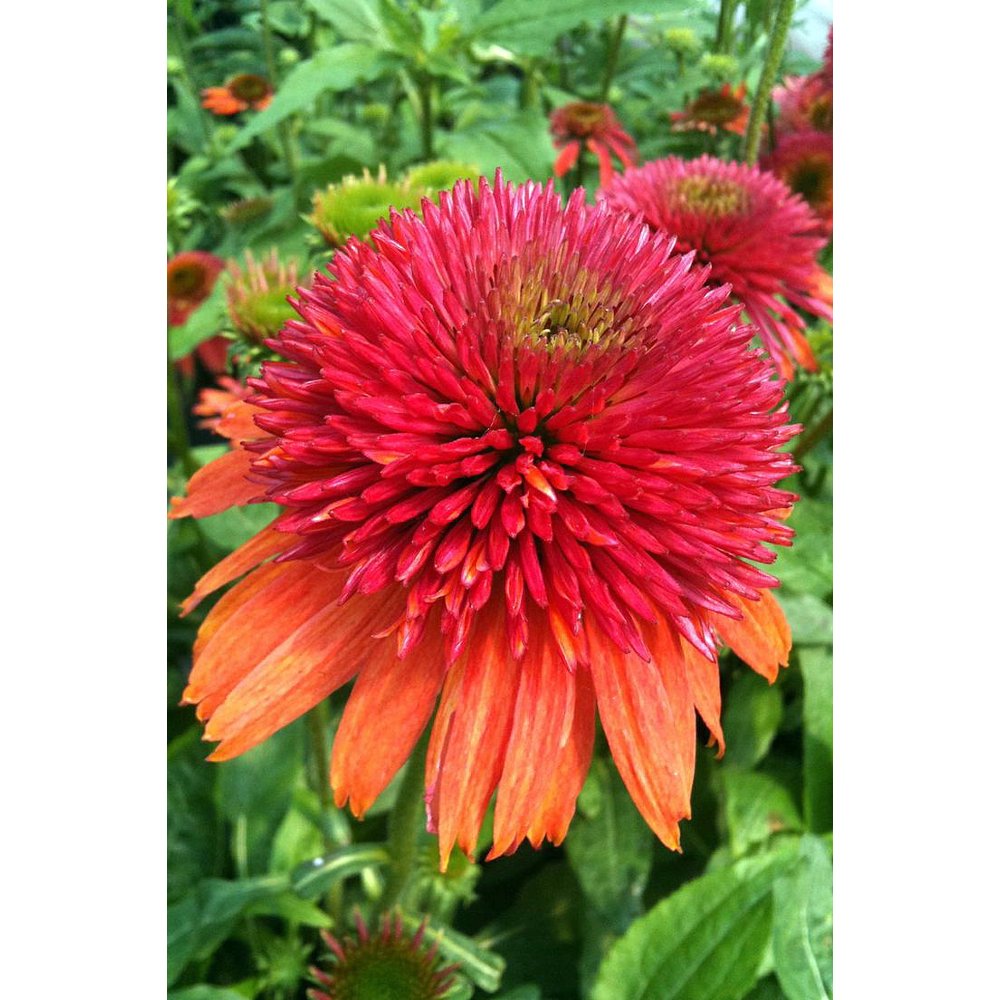 Double Scoop Mandarin Coneflower Echinacea 4" Pot