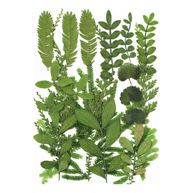 Juego de hojas secas Wosthever Calcomanía de hoja real decorativa Tipo 1 Conjunto de hojas verdes