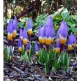 'TriColor' Snow Crocus 20 Bulbs Very Hardy! 5/+ cm Bulbs